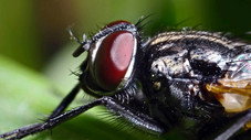 La mouche, précieuse importune