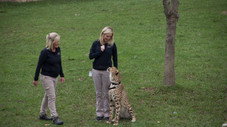 Les héros du zoo