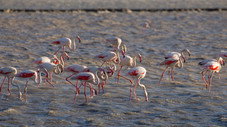 Parc régional de Camargue
