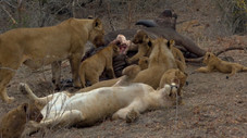 A Lion Legacy