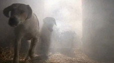 L'histoire des chiens affamés