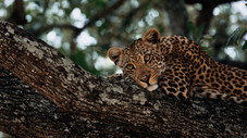 Stealthy Predators and Ancient Tribes