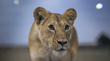 Lion Grasslands