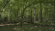 L'âge d'or de la forêt