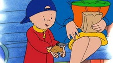 Caillou observe les oiseaux