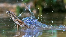 Reptiles et amphibiens
