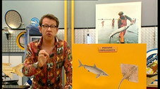L'esturgeon : le poisson aux œufs d'or