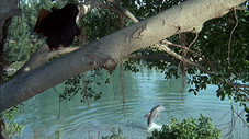 Flipper et l'éléphant (3)
