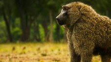 Migration animale