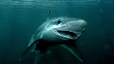 Et si les requins disparaissent ?