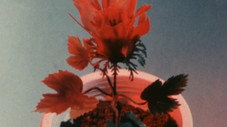 Les bombes-fleurs attaquent