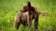 A História do Bebê Urso Pardo