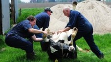 De Cães a Cabras