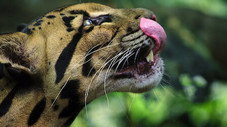 Big Cats