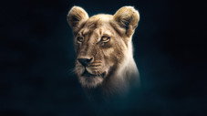 Le clan des lionnes