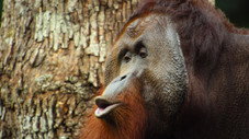 L'orang-outan