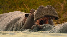 L'hippopotame