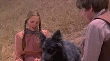 The Wolves