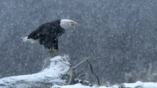 La splendeur de l'hiver