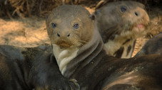 La loutre géante