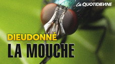 La Mouche
