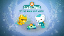 Le crabe et l'oursin