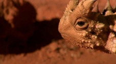Le desert des antipodes