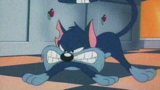 P'tit Minet chat de Garde
