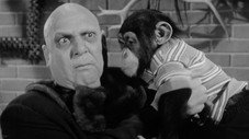 Fais pas le singe !