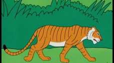 L'Inde - Le tigre