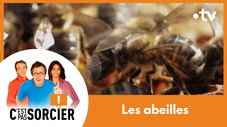 Le déclin des abeilles