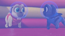 Un froid de pingouin