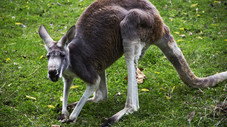Romance entre kangourous