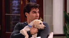 La Vérité sur Will et les chiens