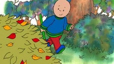 Caillou racle les feuilles