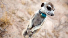 Suricates, chimpanzés et manchots