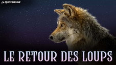 Le retour des loups