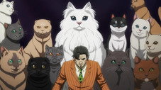 Prisonniers des chats