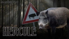 Hercule