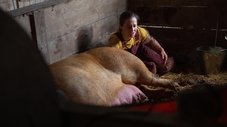 Episódio 5Veterinários Unidos