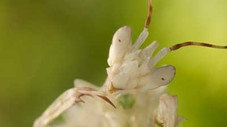 Courtship