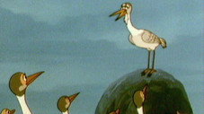 La parade des oiseaux