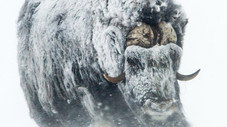 L'âge de glace