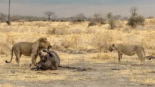 La fièvre de la chasse