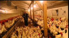 Poules et coqs en stock