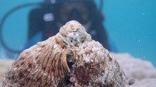 Épisode 3 - Des animaux connectés