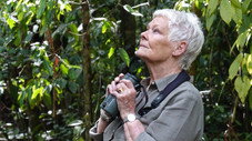 Judi Dench : Mission Sauvage À Borneo