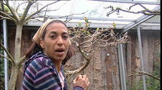 Les perroquets
