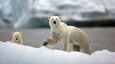 La fonte des glaces en Arctique