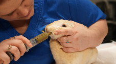Lapin aux urgences